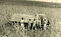 The 3.5-ton Defiance truck was used to harvest corn in the Blackland Research Center’s fields during the 1920s. The center will host centennial celebrations on Monday with an open house. The public is invited to visit the facilities and see all that Blackland has to offer. . –Courtesy of Blackland Research Center