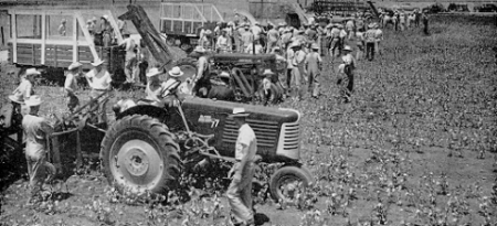 Mechanical harvest demonstration at the annual cotton field day.