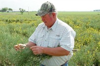 Despite a dry winter, and spring aphids attacking his 30-acre experimental rapeseed crop, Westphalia farmer Curtis Kahlig is optimistic the plant could work well in rotation with corn. –photo by Fred Afflerbach/Telegram