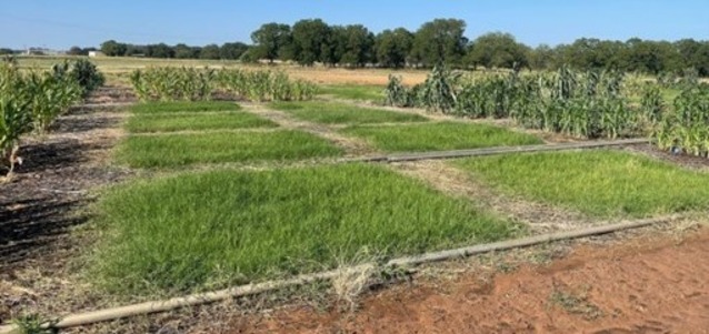 Sample microplot crops at Stephenville experiment station.